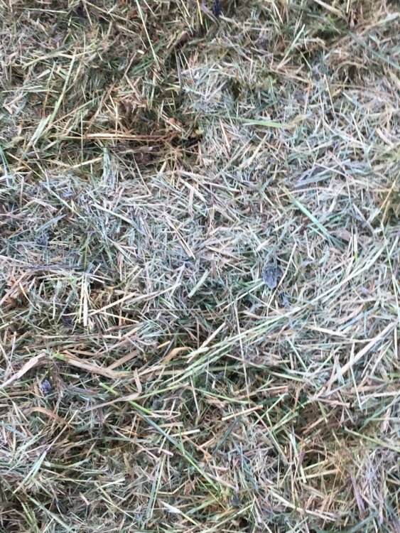 WhatsApp Image 2018-05-21 at 07.07.16.jpeg