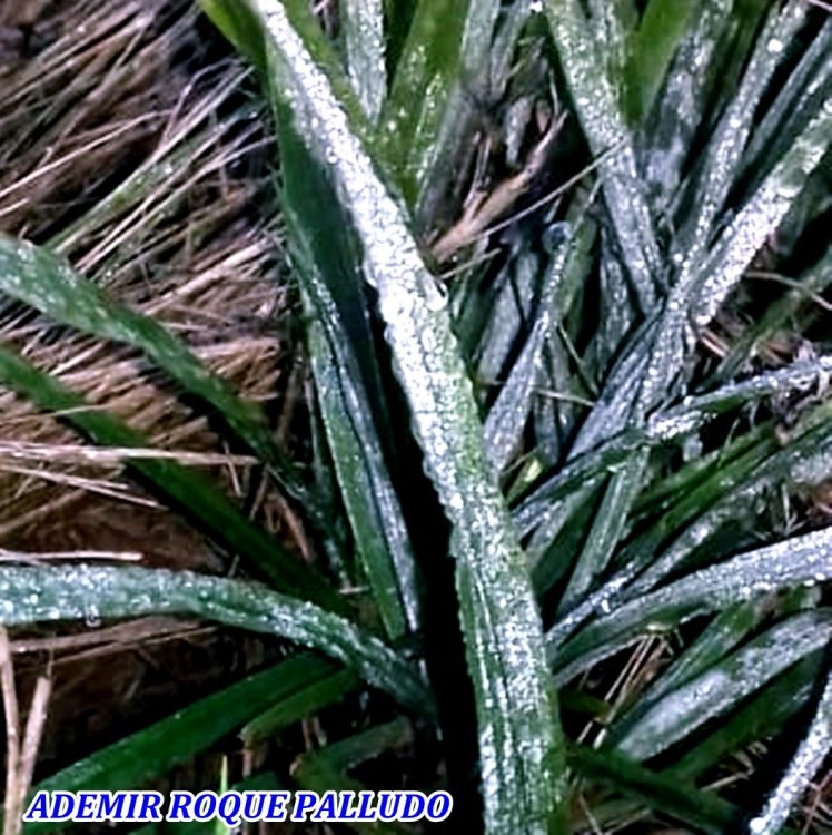 2605 GEADA FRACA.jpeg