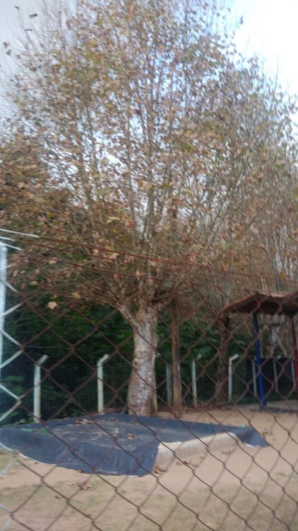 Plátano Junho 2019.jpeg