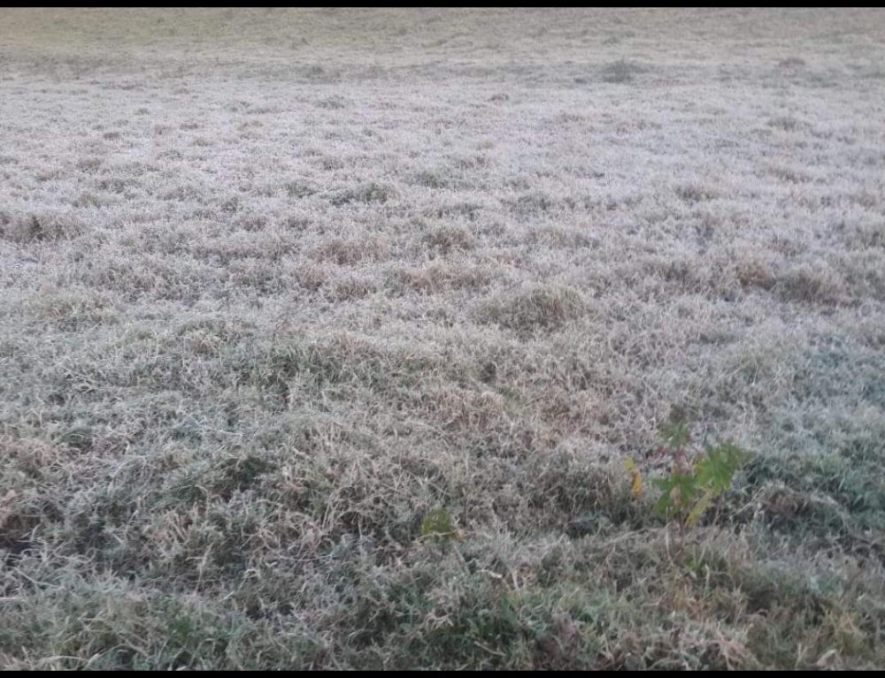 Geada Socorro SP 08 Julho 2019.jpeg