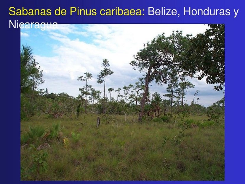 1425540591_SabanasdePinuscaribaeaBelizeHondurasyNicaragua.jpg.7fed502782e30936fb6b43c2d9f225ec.jpg