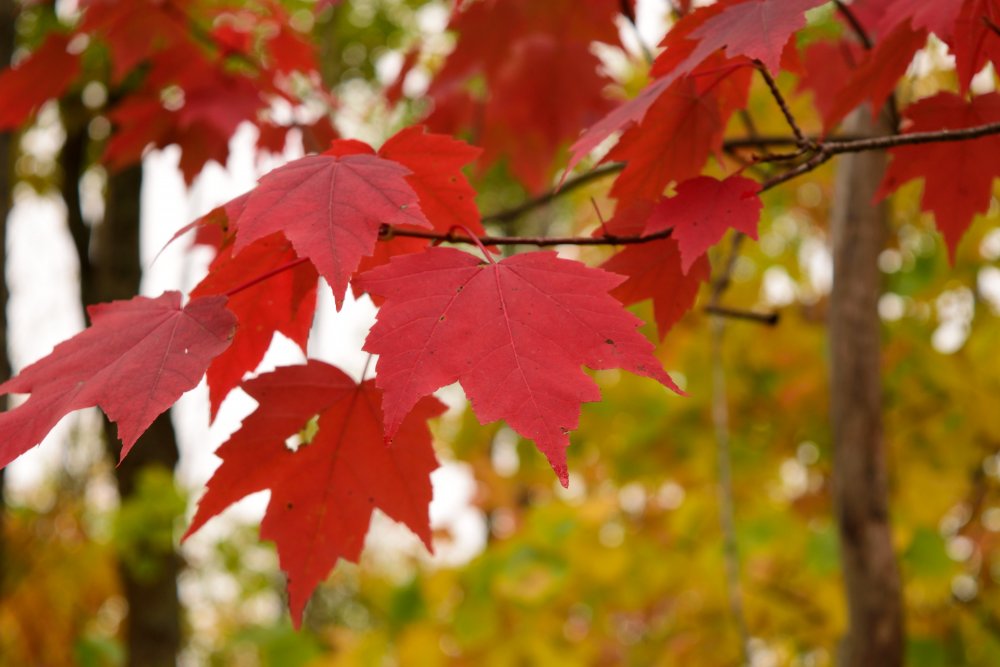 maple-red-fall-foliage-iStock-492033370.thumb.jpg.cce5e557a94061bd073ce87a6168f7b0.jpg