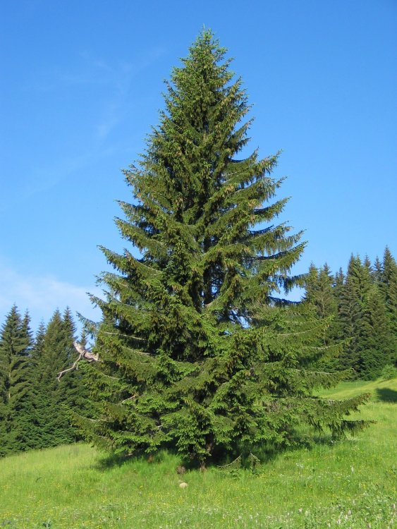 Picea_abies1.thumb.jpeg.dd3d719a4992031d16a8e62ad0579d59.jpeg