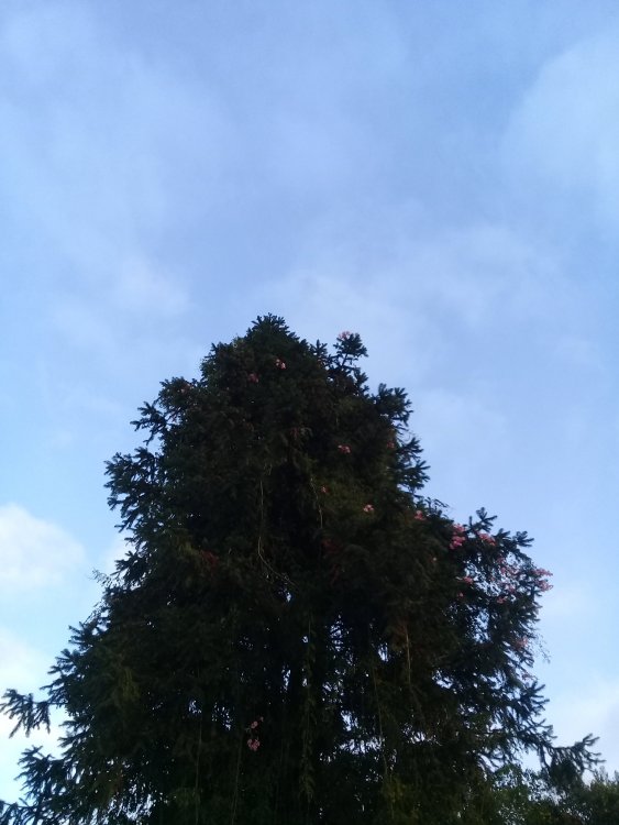20210429_070847.jpg