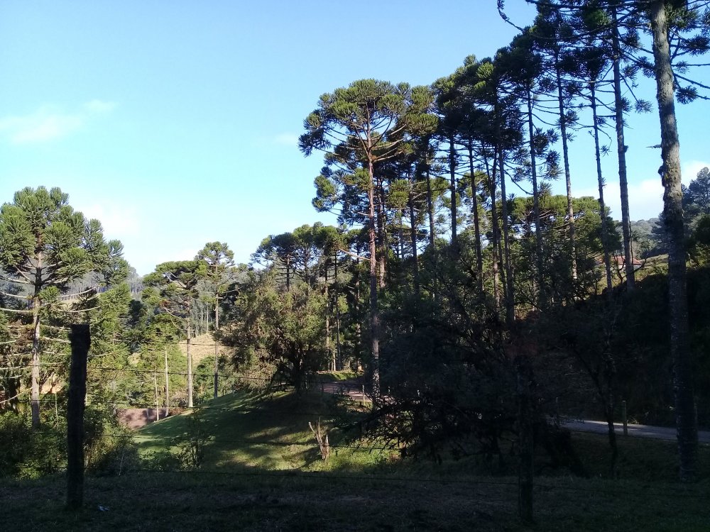 20210604_144734.thumb.jpg.00792cc70f99257dc7d1aeef11ed3cb6.jpg