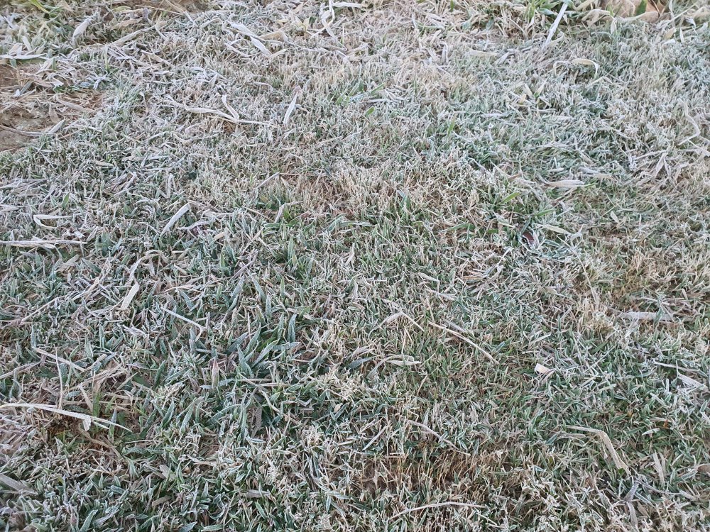 20210730_064325.thumb.jpg.c0de3d9398cfa9dd654418c3d9135442.jpg