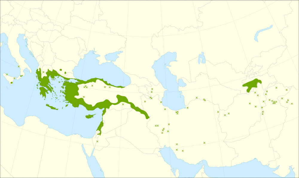 1280px-Platanus_orientalis_range_svg.thumb.png.61f0639a79a65d25e877f836df75312a.png