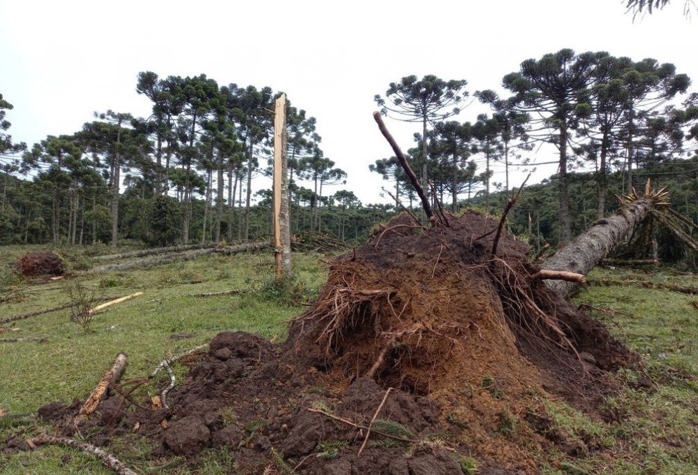 arvore-arrancada-pela-raiz-tornado-campo-alegre.thumb.jpeg.f90c7c93e05f8b14fd6905a903b7092c.jpeg