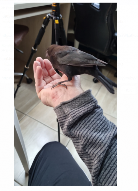 image.thumb.png.181c2afdeca3e3a105d7cae971d1f7d6.png