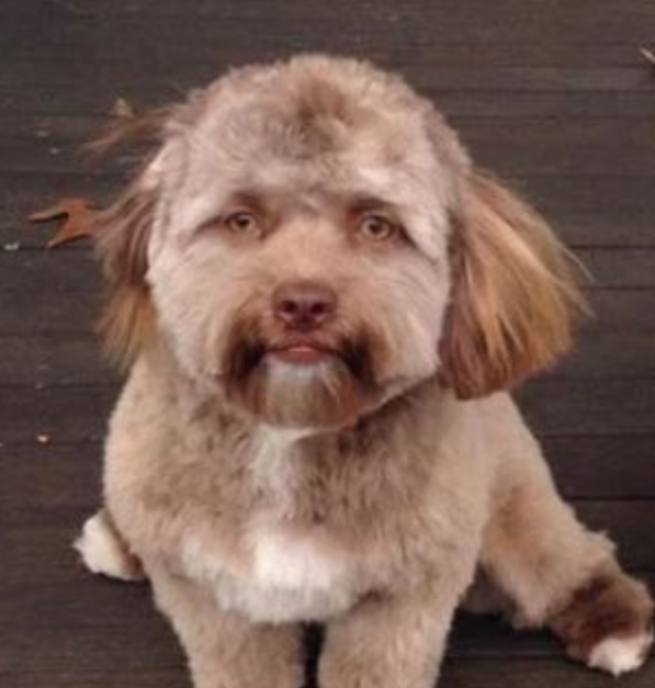 dog.png.6f5e3e4650fa18101dd359fcc9e8495c.png