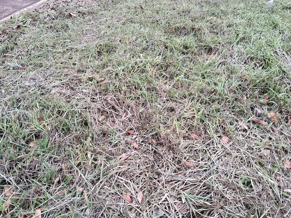 IMG_20240713_171146239_HDR_copy_3072x2304.thumb.jpg.73e2cabdd7cca95bcf90ab85774d246b.jpg