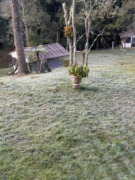 1842255086_bocaiuva3.thumb.jpeg.6d8238b03a98536b725d2d1f523be42b.jpeg