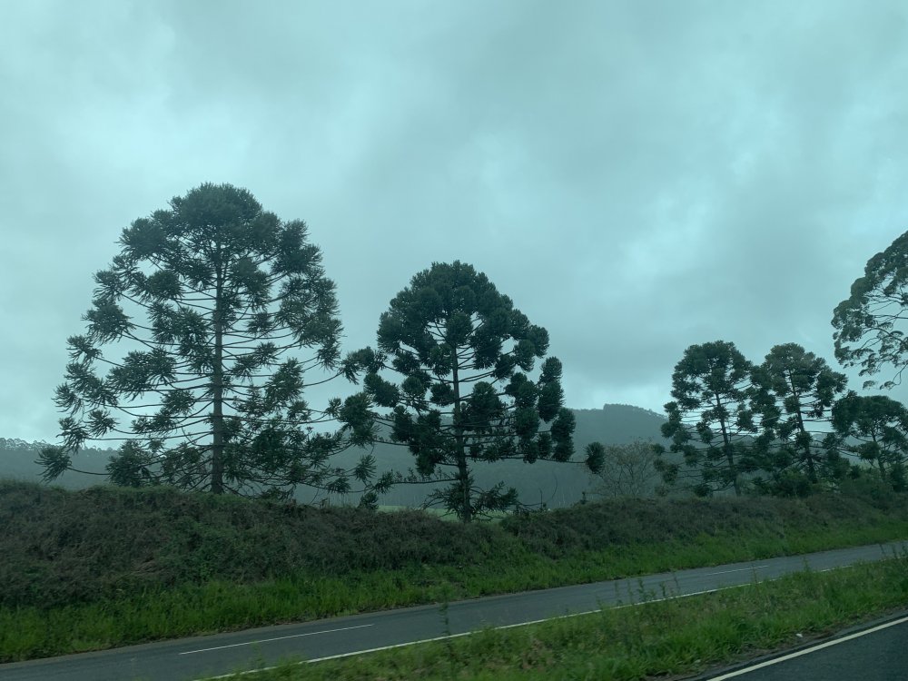 3B227FE4-DF11-49BD-9B25-C2C3C68A195E.thumb.jpeg.257365909e79f4505455b5288389e820.jpeg