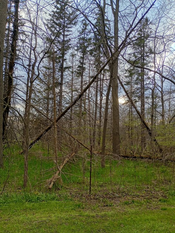 IMG_20260509_192347365_HDR.thumb.jpg.7ad329bef8b7287583d4c260ed53dfb8.jpg