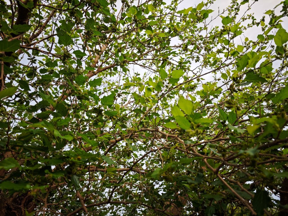 1784925600562_copy_2048x1536.thumb.jpg.6ab7a5760e344a6e4f623fdcc8d383e9.jpg