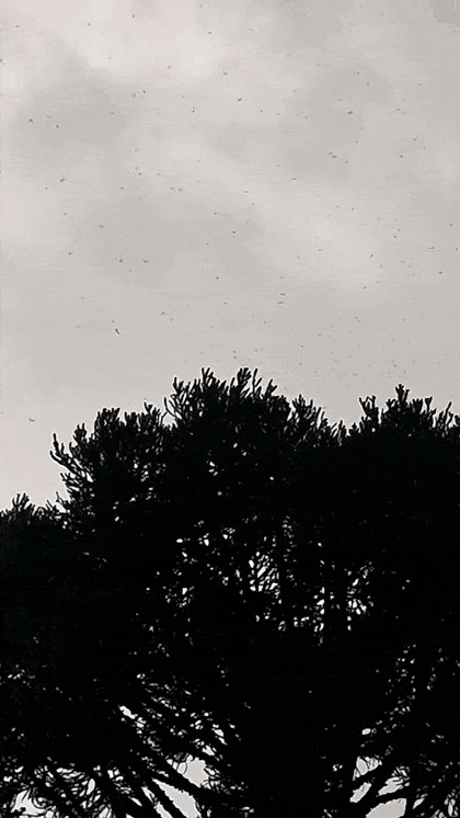 GIF_20260807_201509_980.gif.7be828275109bcae0f69edfbb60cae35.gif